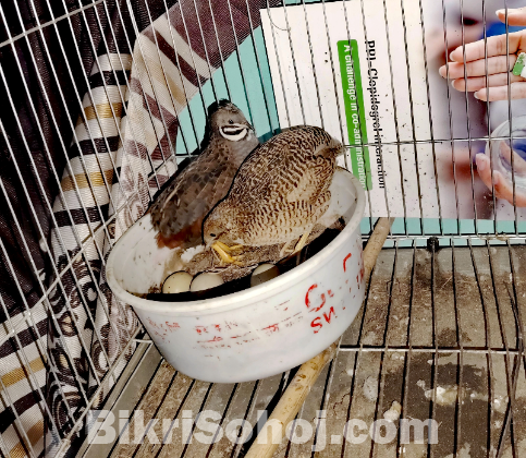 King Quel (কিং কোয়েল)